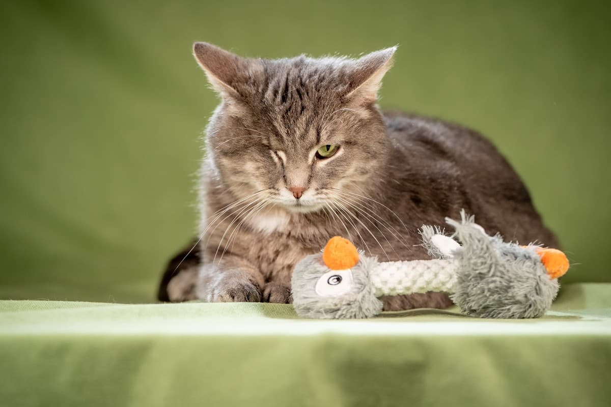 Милош медиа 5