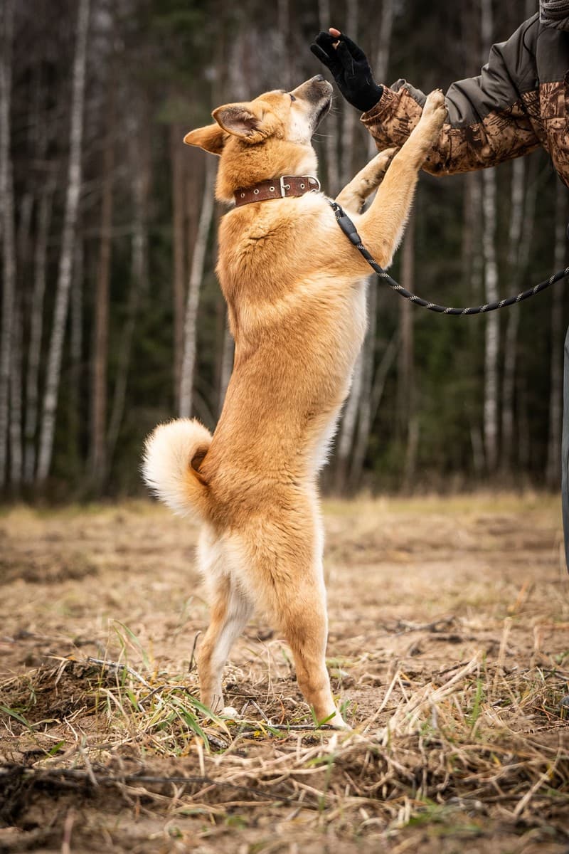 Хеди медиа 6