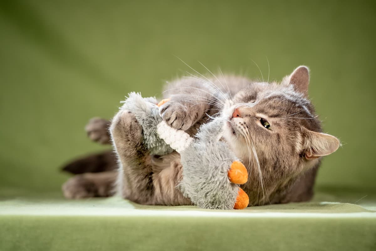 Милош медиа 3