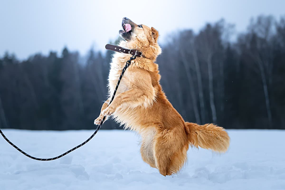 Дюшес медиа 5