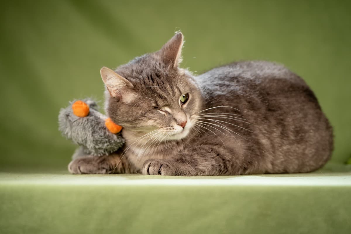 Милош медиа 6