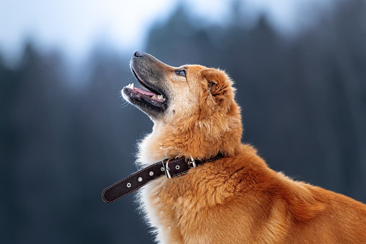 Дюшес медиа 8