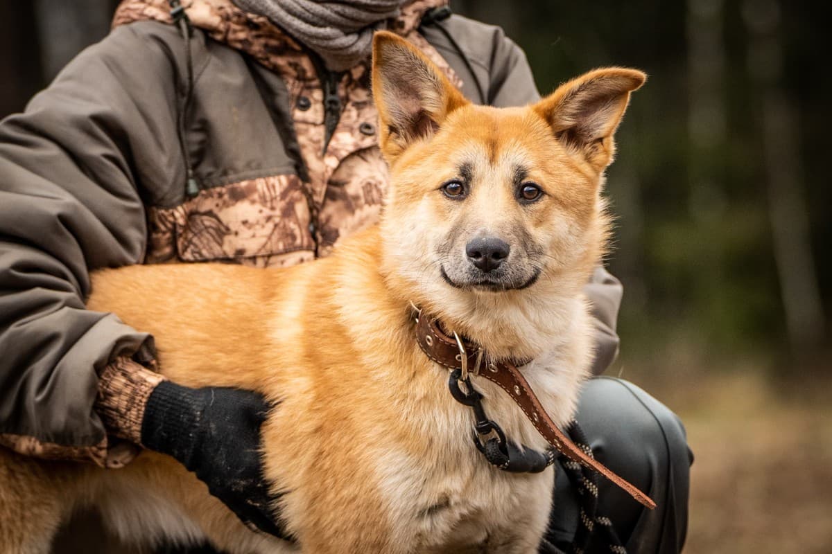 Хеди медиа 5