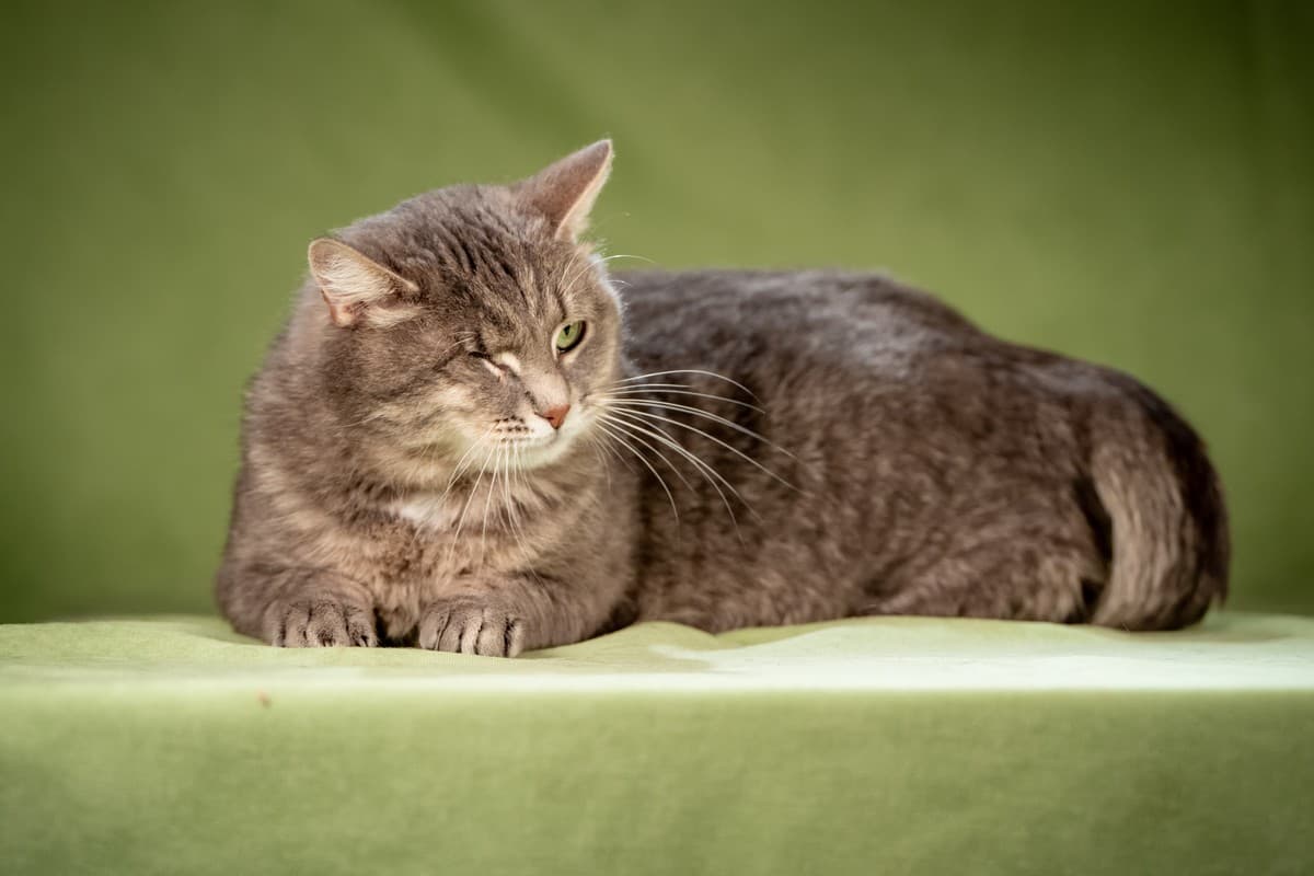 Милош медиа 4