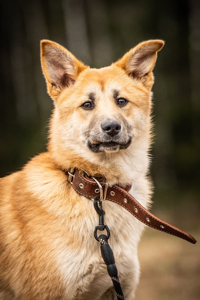 Хеди медиа 8