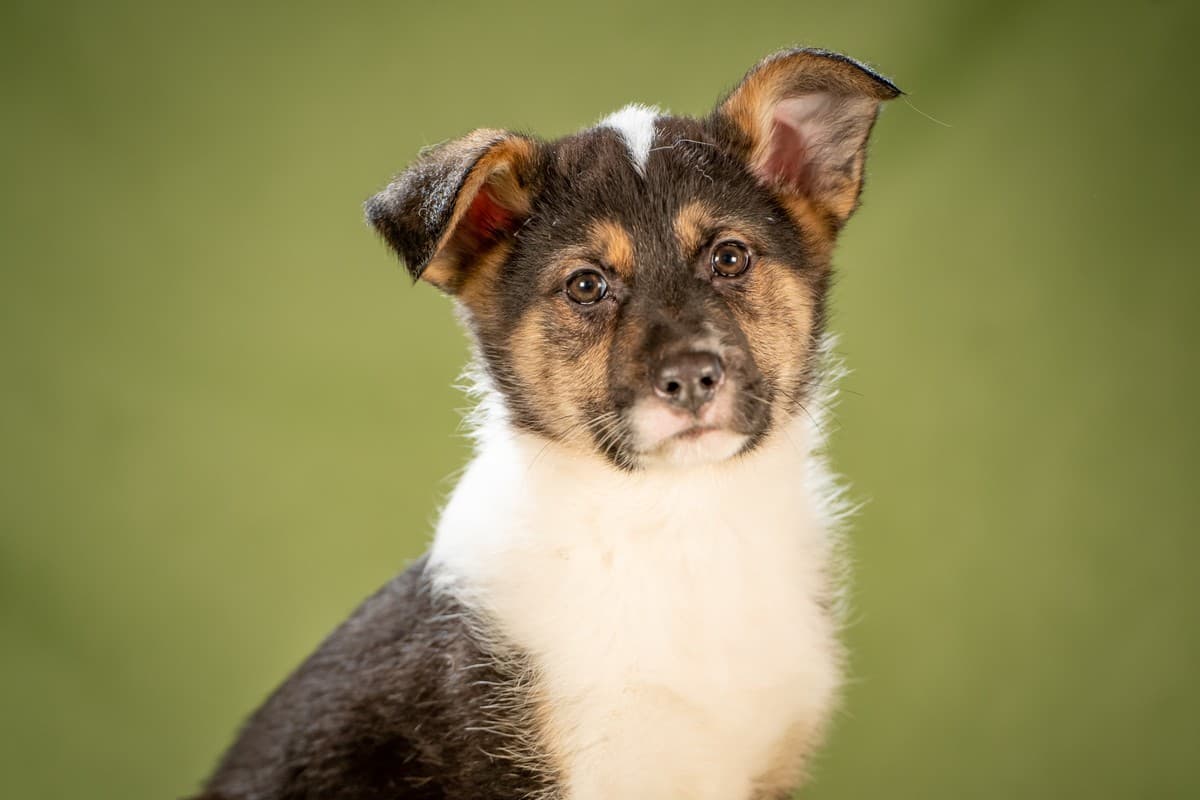 Кокос медиа 6