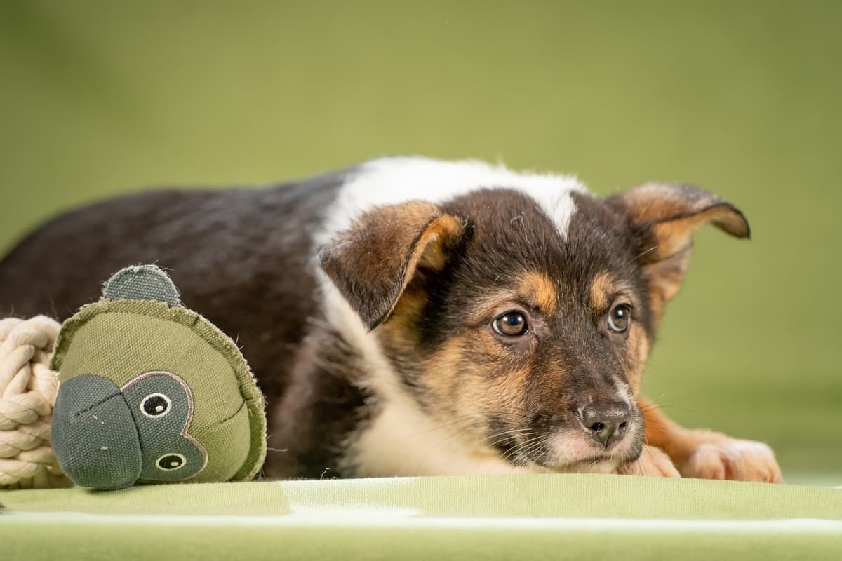 Кокос медиа 5