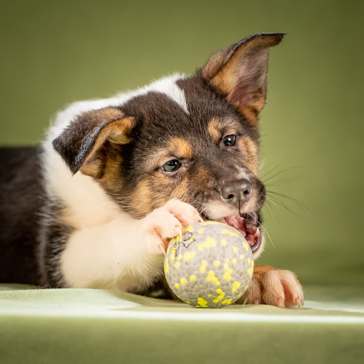 Кокос медиа 7