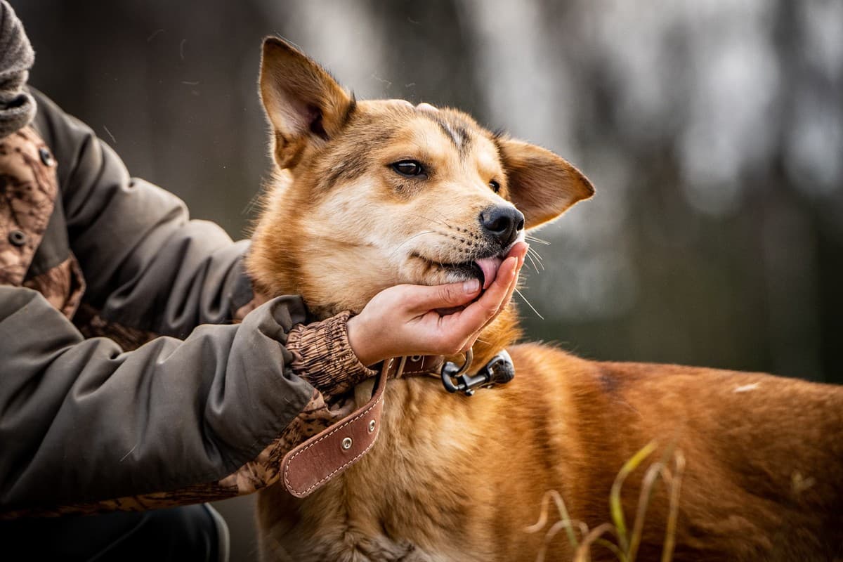 Рико медиа 6