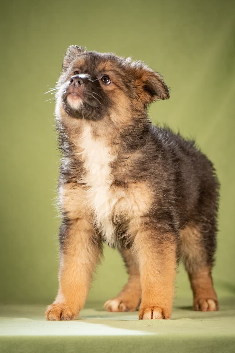 Фисташка медиа 4