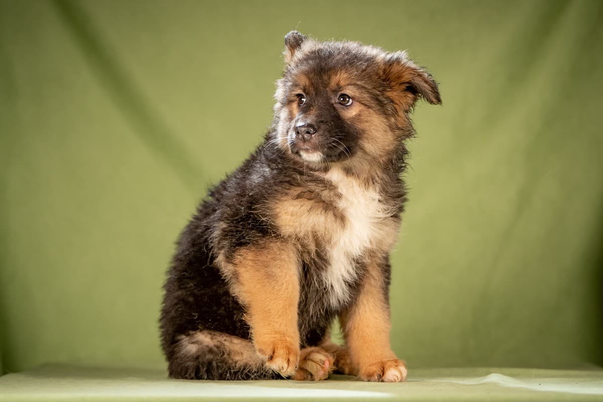 Фисташка медиа 3