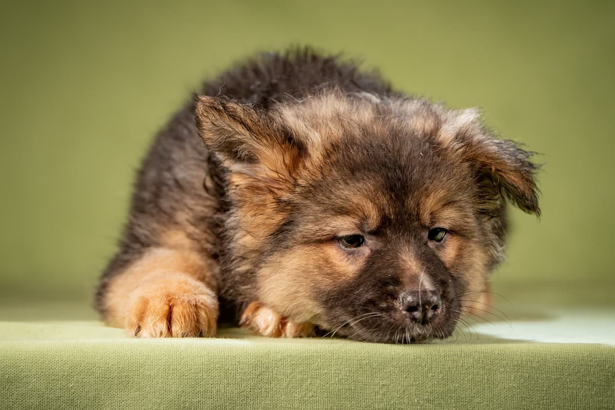 Фисташка медиа 5