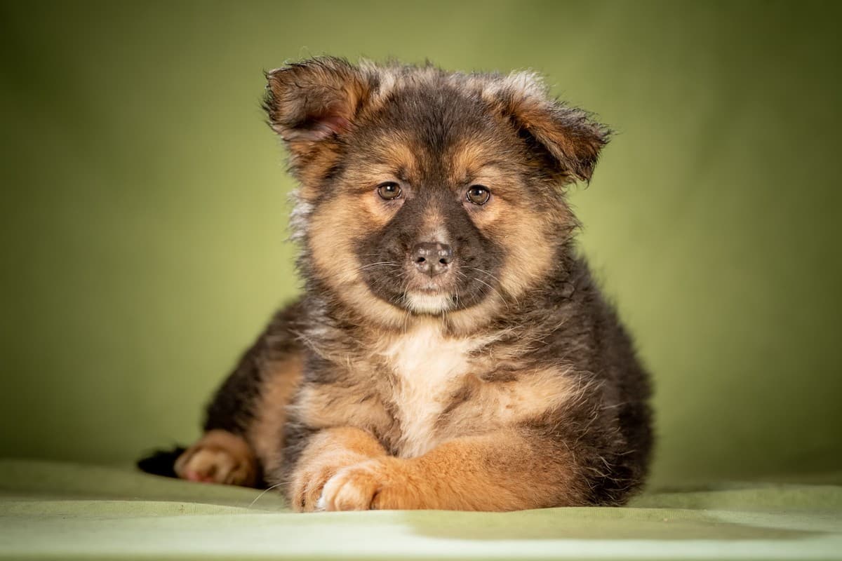 Фисташка медиа 6