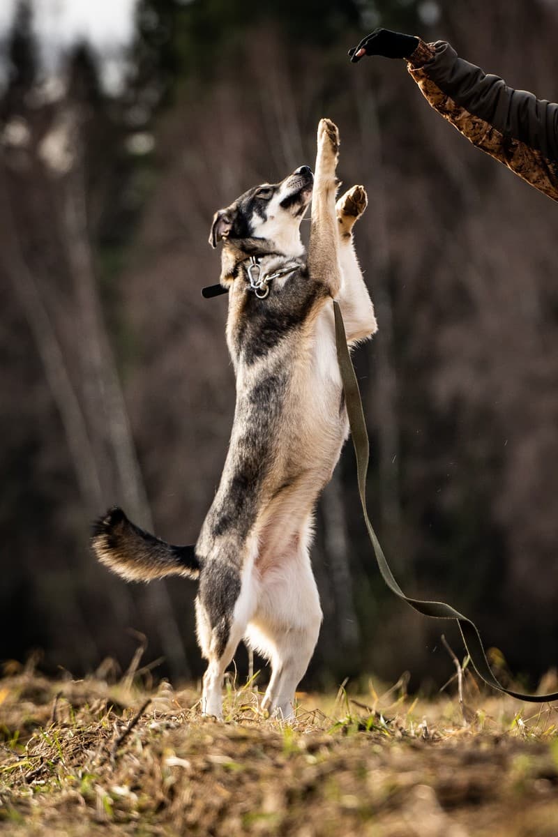 Кайя медиа 5