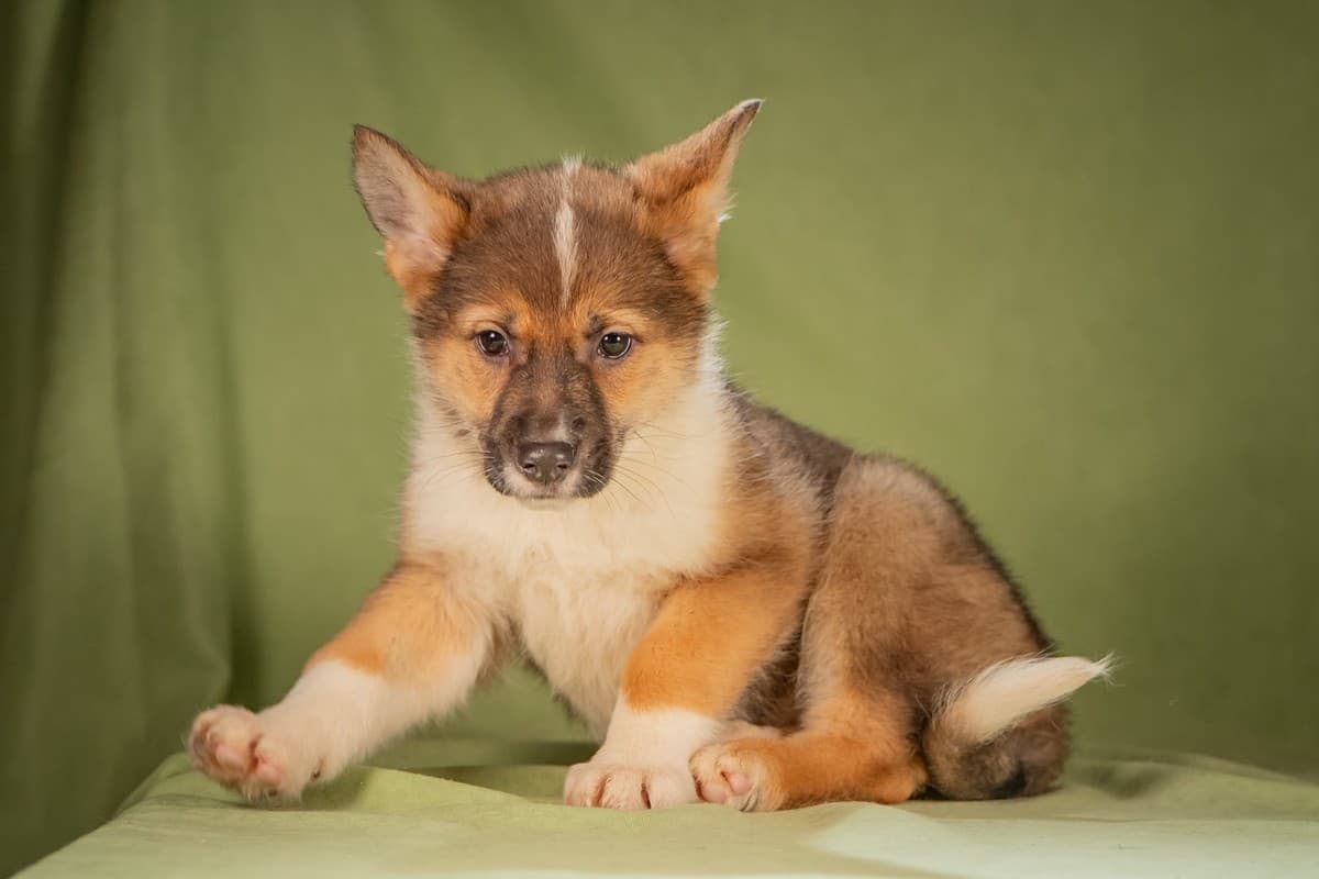 Кешью медиа 5