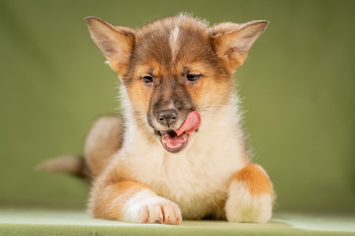 Кешью медиа 6