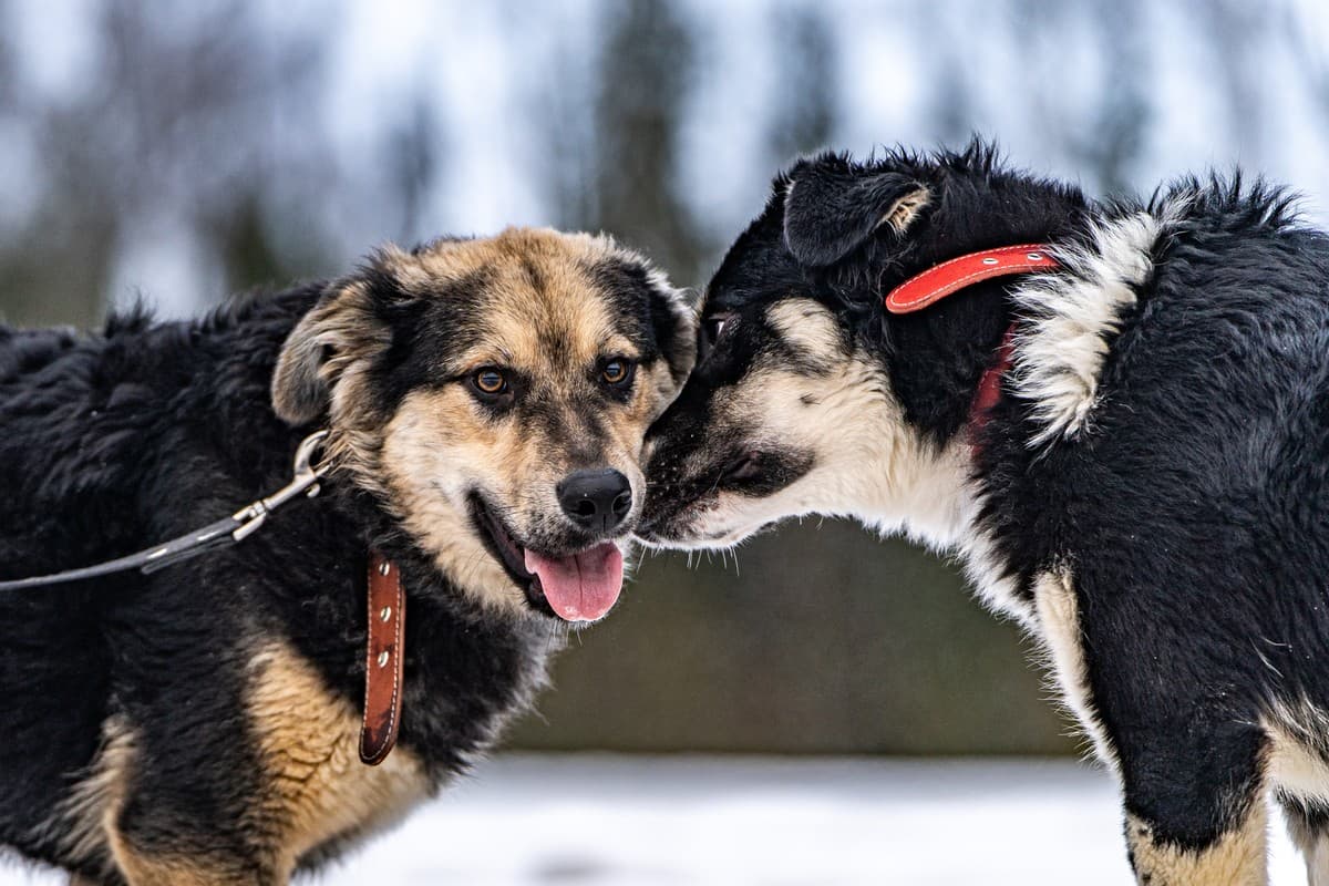 Патрик медиа 7