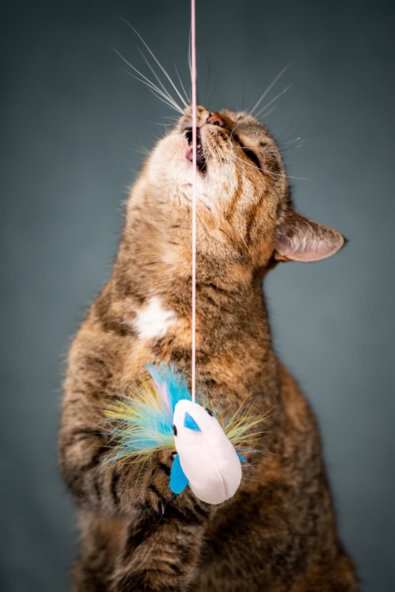 Ласкуша медиа 6