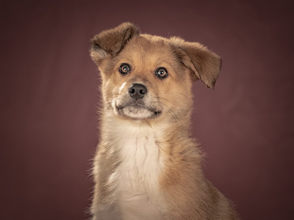 Матео медиа 5