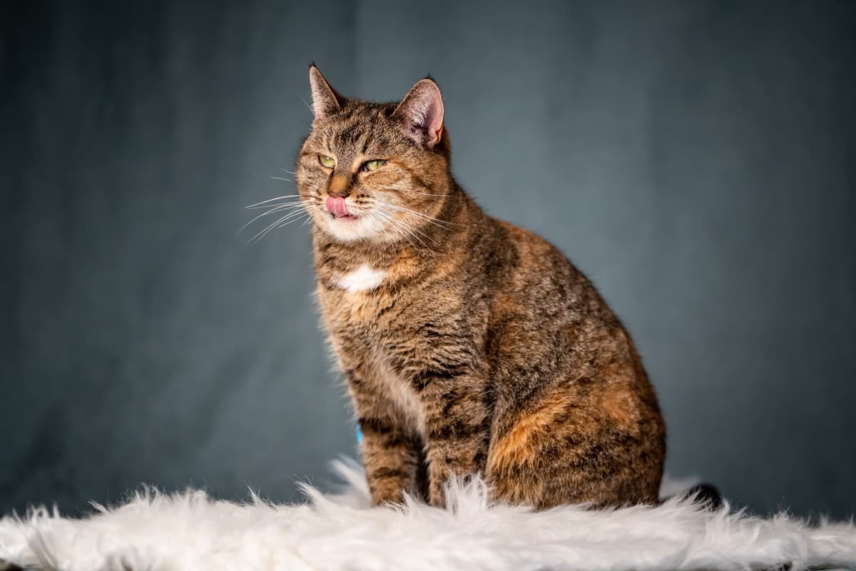 Ласкуша медиа 7