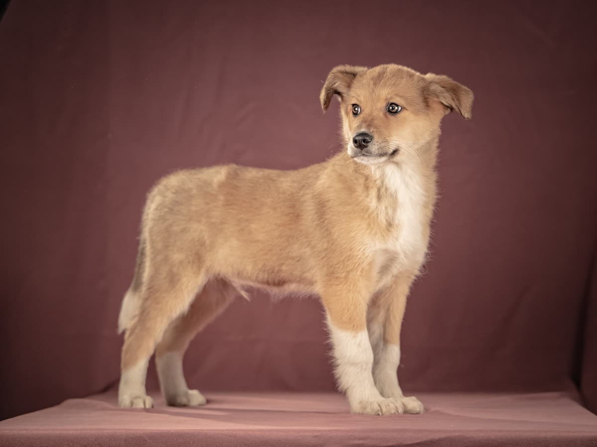 Матео медиа 7