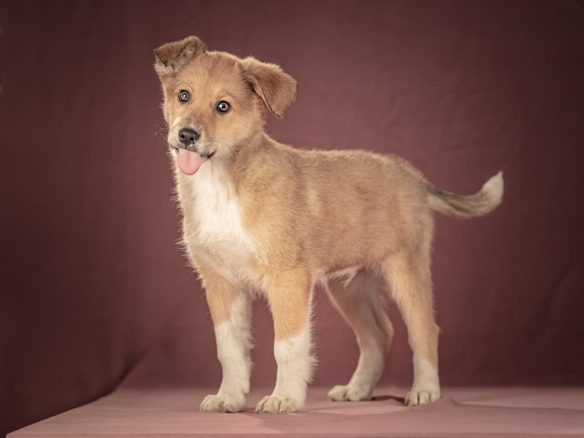 Матео медиа 8