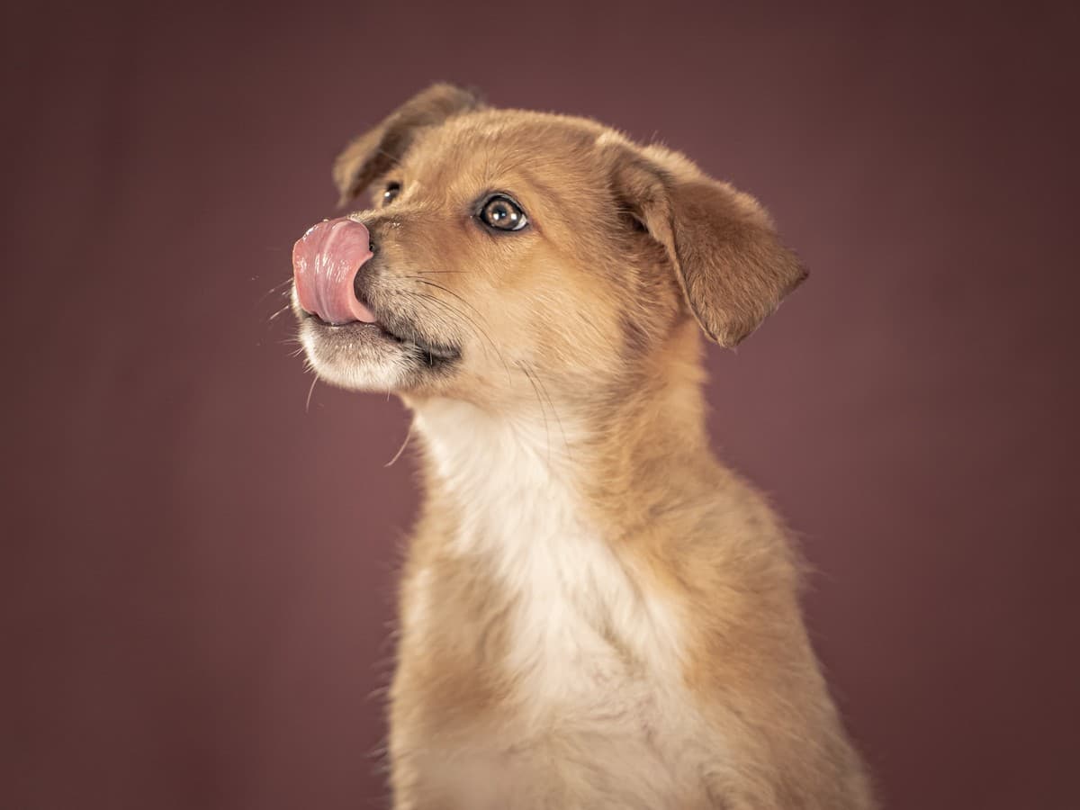 Матео медиа 9