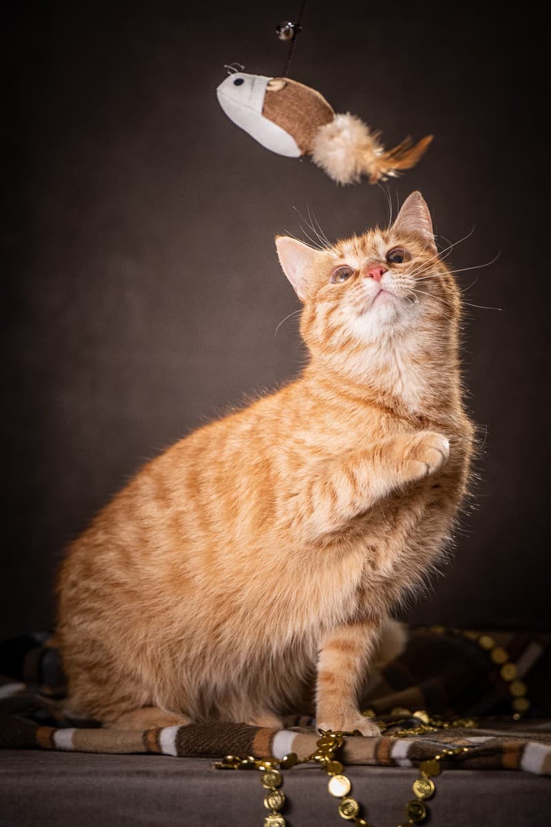 Роуз медиа 5