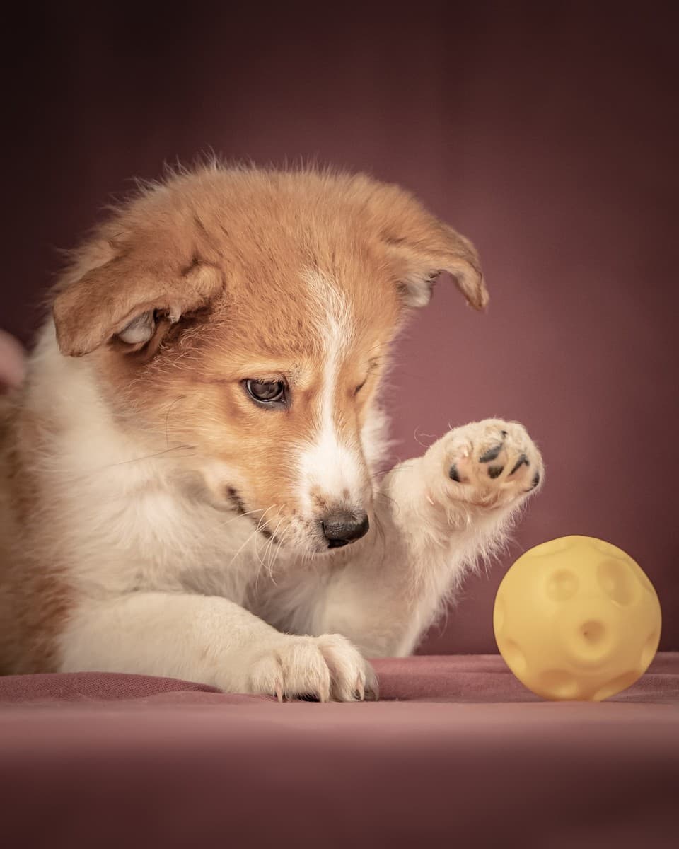 Рейна медиа 10