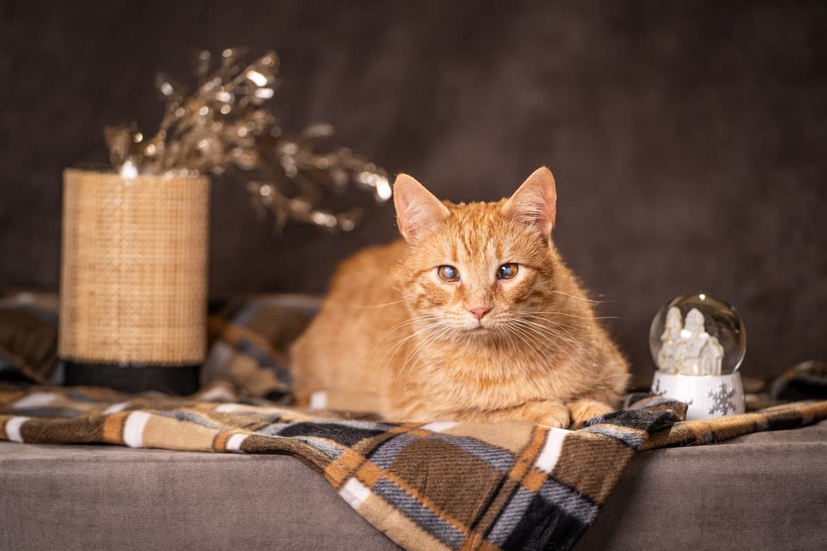 Руби медиа 5