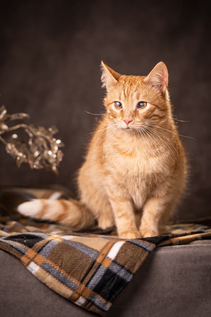 Руби медиа 6