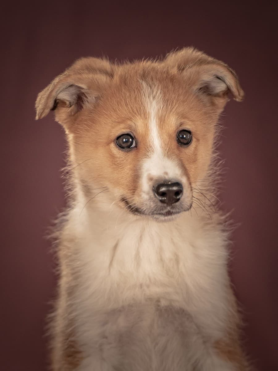 Рейна медиа 6