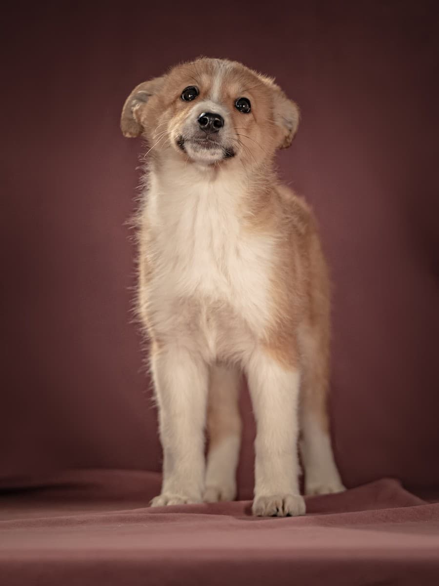 Рейна медиа 7