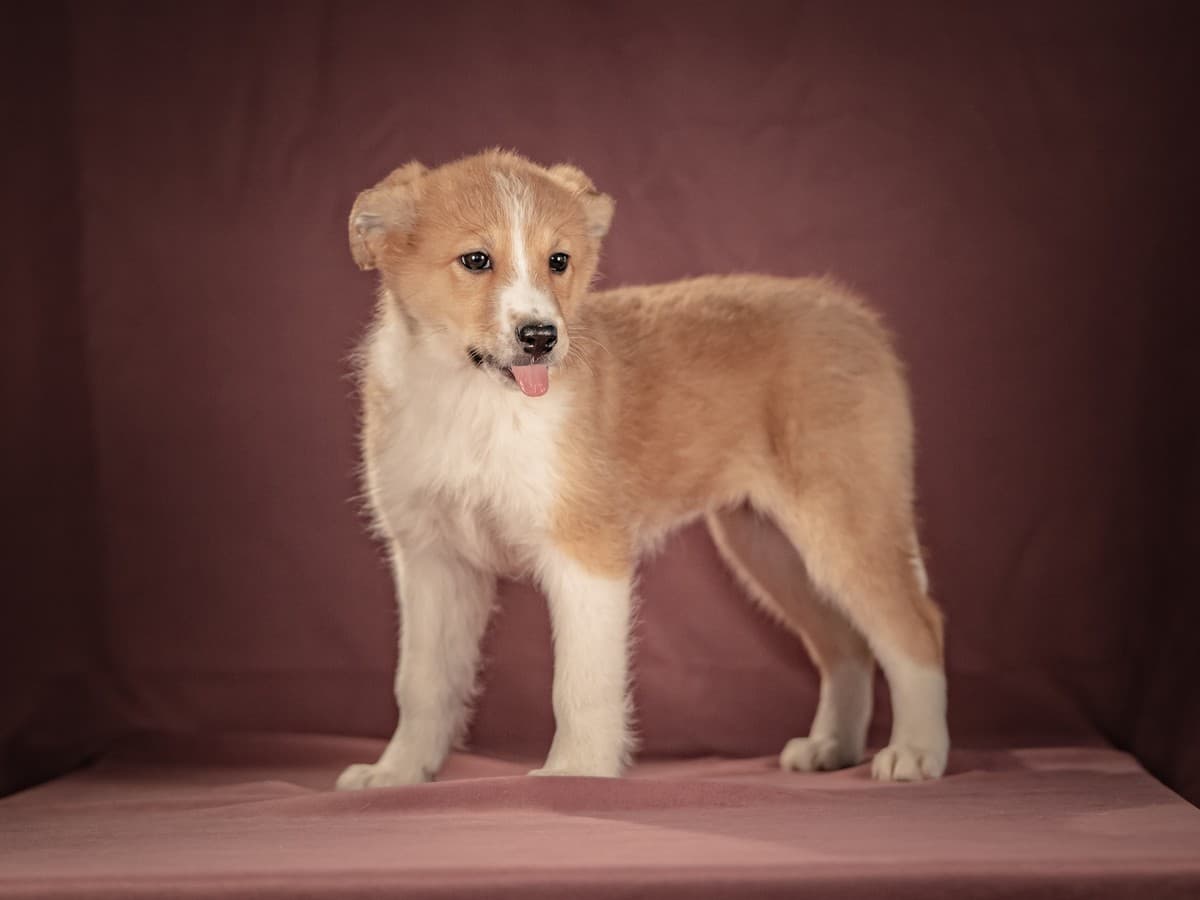 Рейна медиа 8