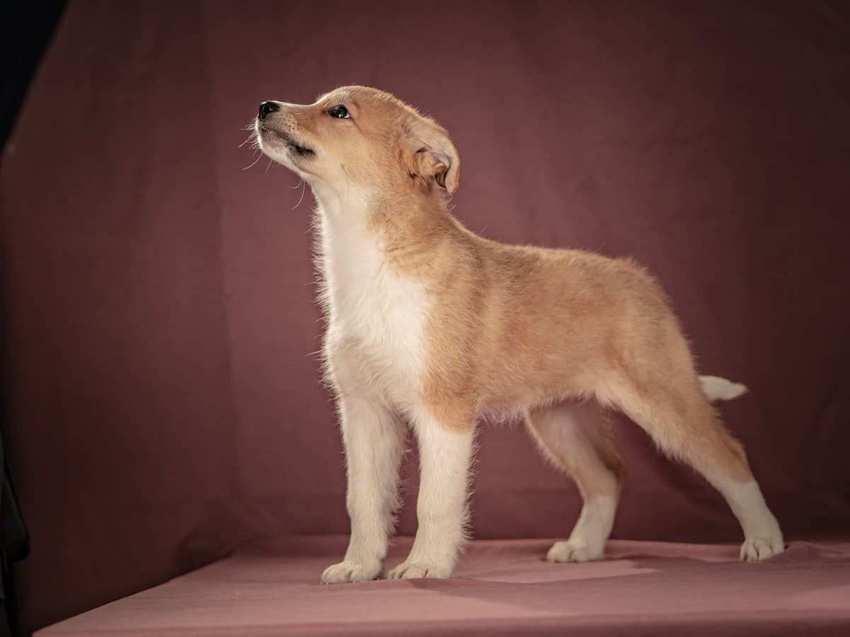 Рейна медиа 9