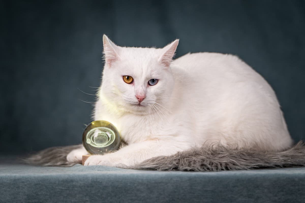 Снежок медиа 5