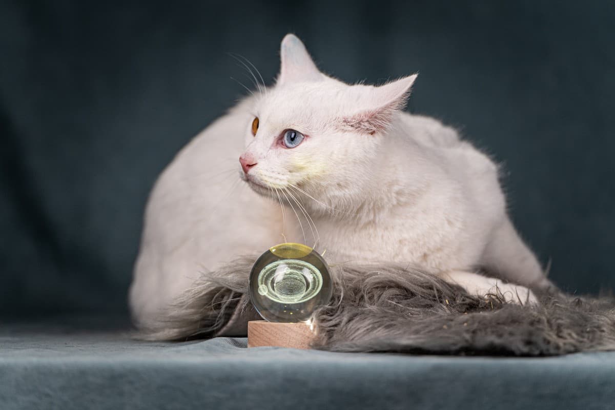 Снежок медиа 6