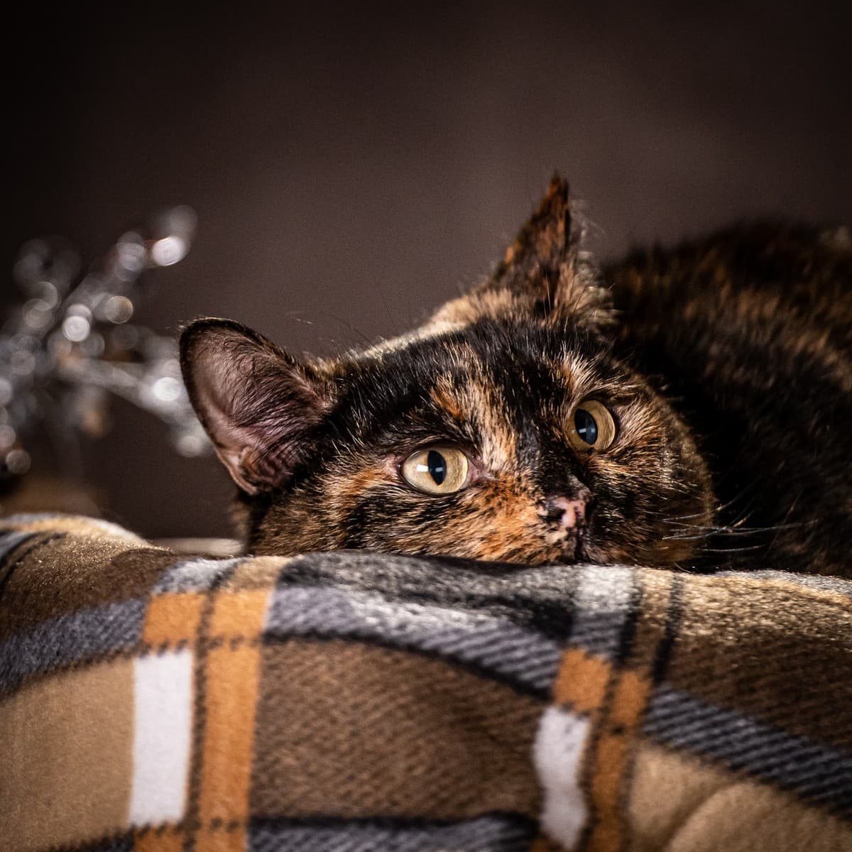 Муся медиа 5