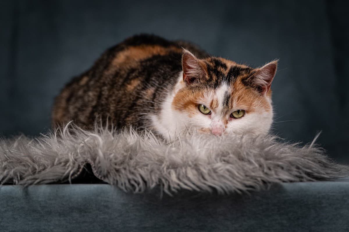 Ириска медиа 5