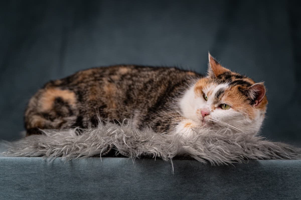 Ириска медиа 6