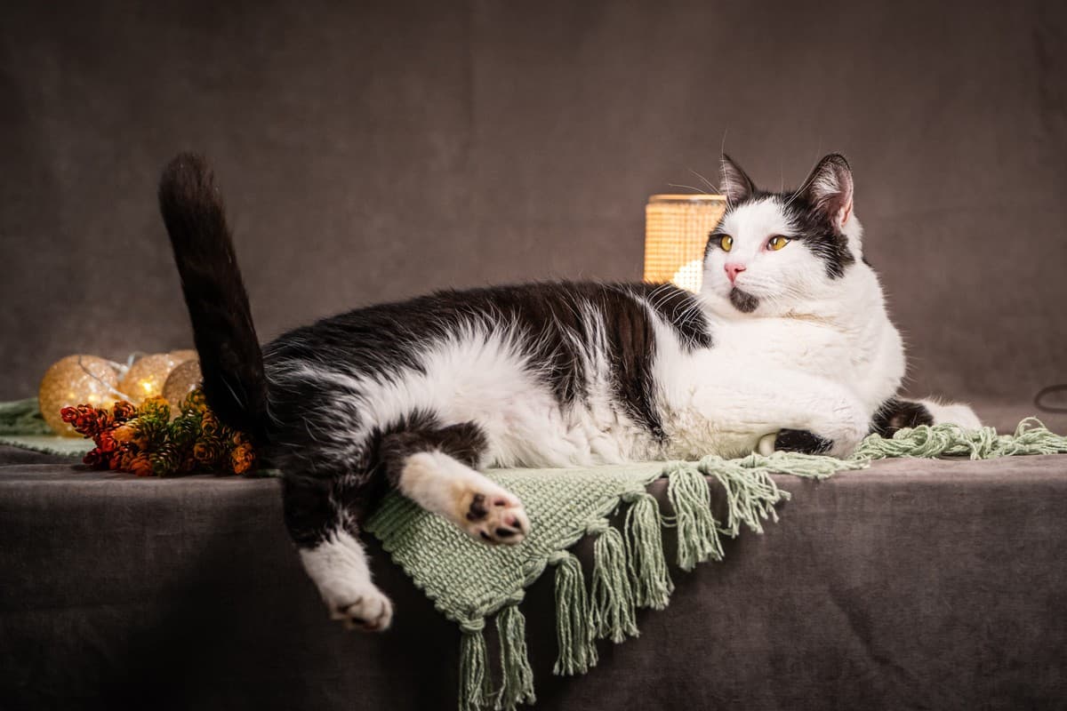 Фунтик медиа 6