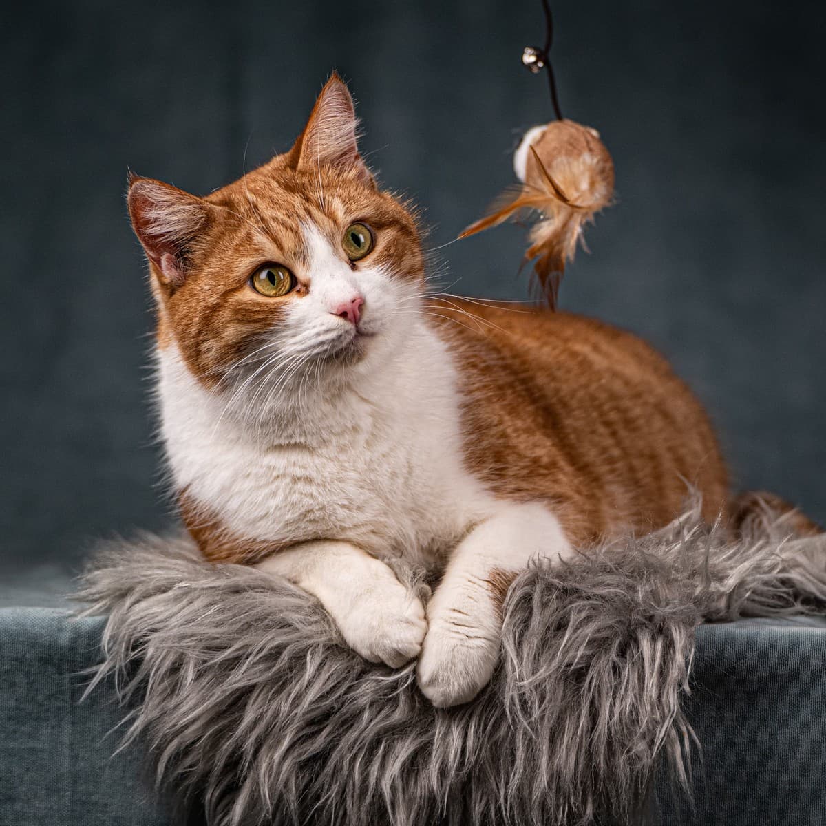 Бегемот медиа 5