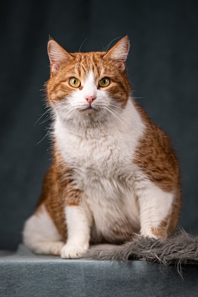 Бегемот медиа 6