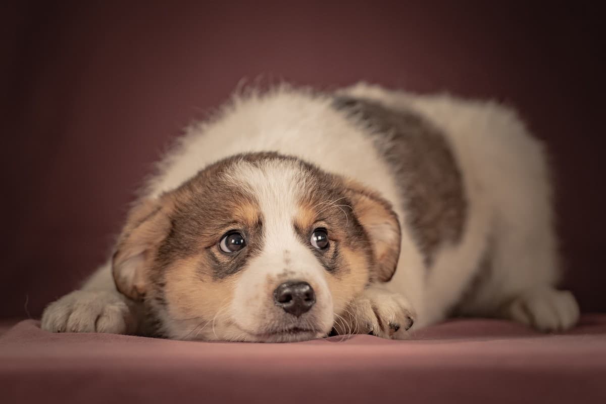 Буэно медиа 5