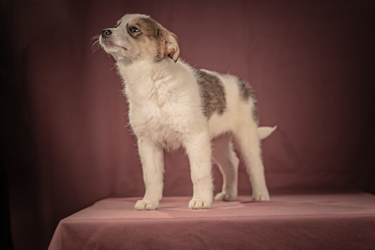 Буэно медиа 6