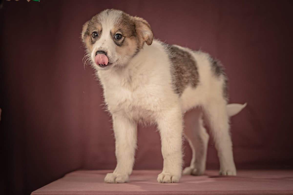 Буэно медиа 7