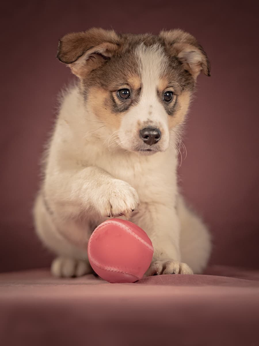 Буэно медиа 8