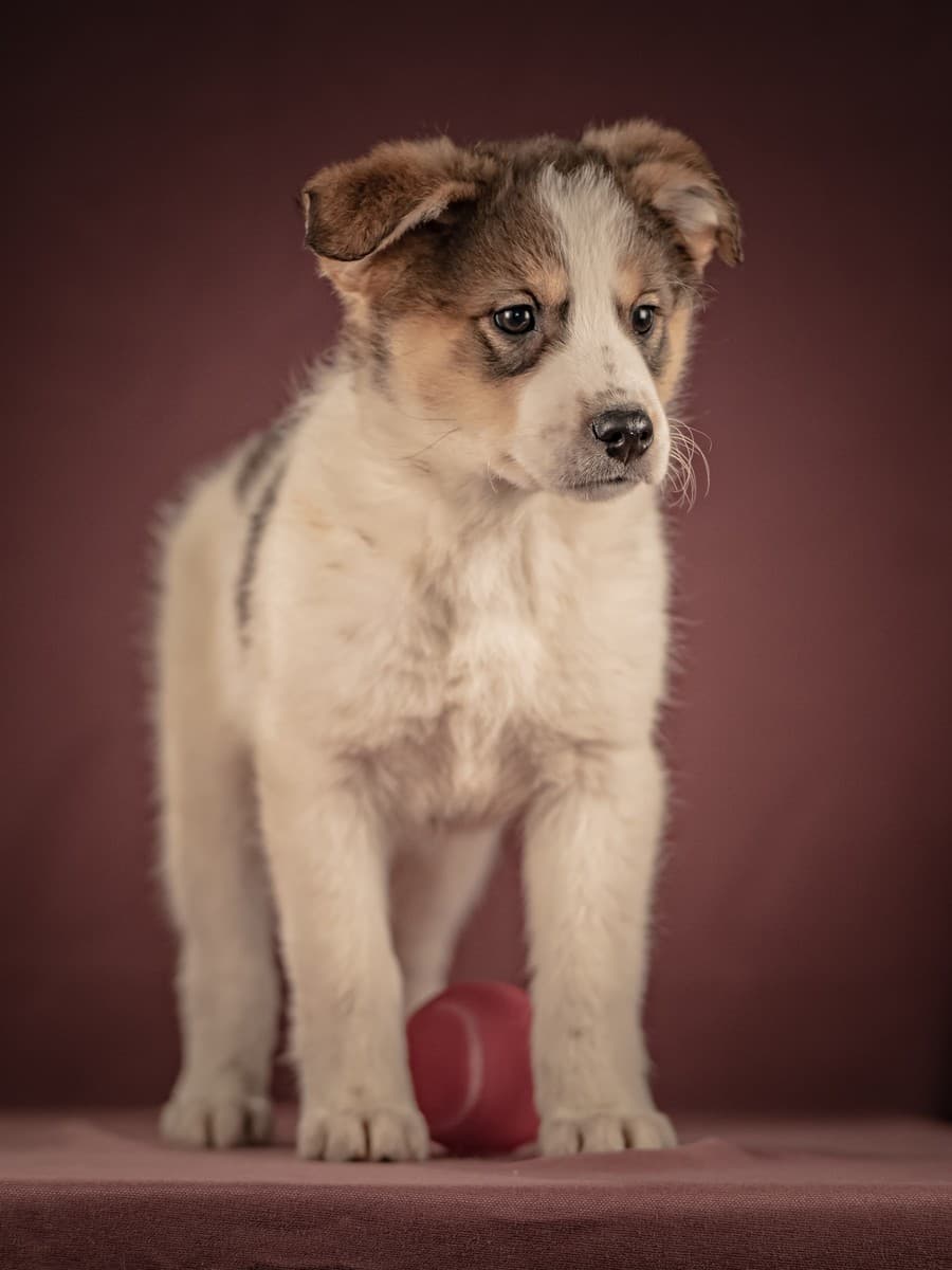 Буэно медиа 9