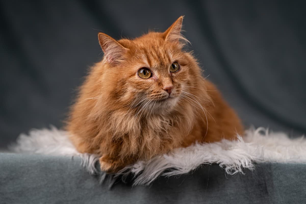 Шуня медиа 6