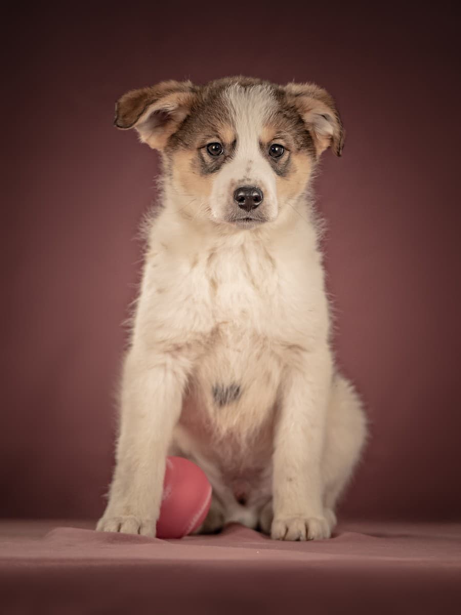 Буэно медиа 10